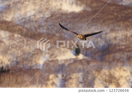 The drift ice messenger, the white-tailed eagle, photographed in Rausu Town, Menashi District, Hokkaido 123726656