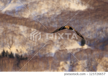 流冰使者白尾海雕，攝於北海道目梨郡羅臼町 123726657