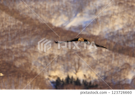 The drift ice messenger, the white-tailed eagle, photographed in Rausu Town, Menashi District, Hokkaido 123726660