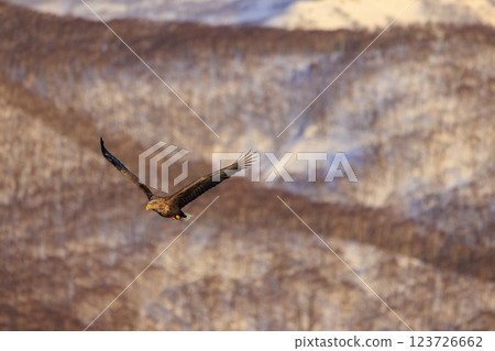 流冰使者白尾海雕，攝於北海道目梨郡羅臼町 123726662