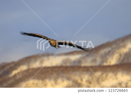 The drift ice messenger, the white-tailed eagle, photographed in Rausu Town, Menashi District, Hokkaido 123726665