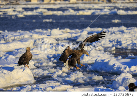 The drift ice messenger, the white-tailed eagle, photographed in Rausu Town, Menashi District, Hokkaido 123726672