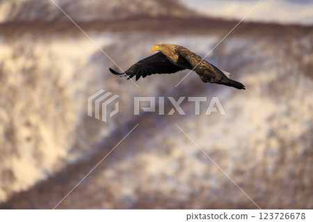 The drift ice messenger, the white-tailed eagle, photographed in Rausu Town, Menashi District, Hokkaido 123726678