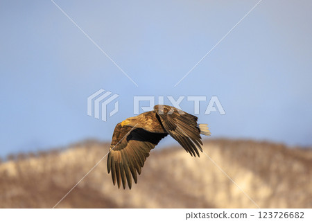 The drift ice messenger, the white-tailed eagle, photographed in Rausu Town, Menashi District, Hokkaido 123726682