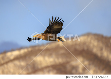 The drift ice messenger, the white-tailed eagle, photographed in Rausu Town, Menashi District, Hokkaido 123726683