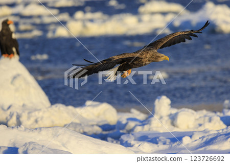 The drift ice messenger, the white-tailed eagle, photographed in Rausu Town, Menashi District, Hokkaido 123726692
