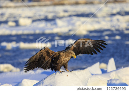The drift ice messenger, the white-tailed eagle, photographed in Rausu Town, Menashi District, Hokkaido 123726693