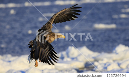 The drift ice messenger, the white-tailed eagle, photographed in Rausu Town, Menashi District, Hokkaido The drift ice messenger, the white-tailed eagle, photographed in Rausu Town, Menashi District, Hokkaido 123726694