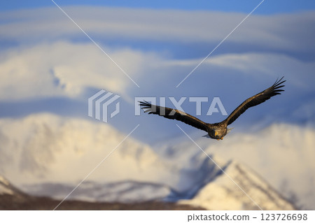 The drift ice messenger, the white-tailed eagle, photographed in Rausu Town, Menashi District, Hokkaido 123726698