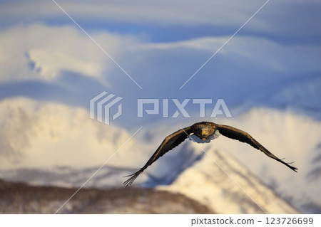 The drift ice messenger, the white-tailed eagle, photographed in Rausu Town, Menashi District, Hokkaido 123726699