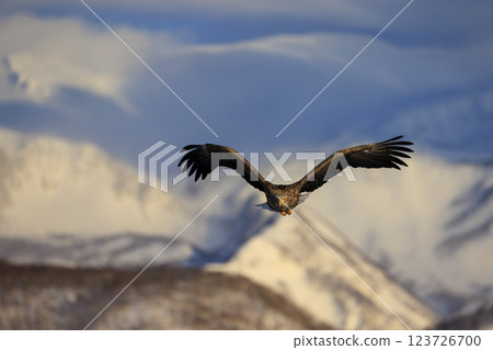 The drift ice messenger, the white-tailed eagle, photographed in Rausu Town, Menashi District, Hokkaido The drift ice messenger, the white-tailed eagle, photographed in Rausu Town, Menashi District, Hokkaido 123726700