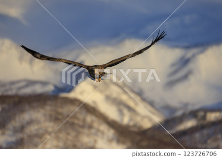 The drift ice messenger, the white-tailed eagle, photographed in Rausu Town, Menashi District, Hokkaido 123726706