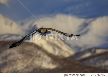 The drift ice messenger, the white-tailed eagle, photographed in Rausu Town, Menashi District, Hokkaido 123726707