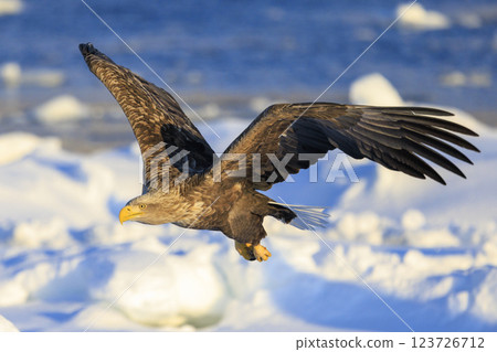 The drift ice messenger, the white-tailed eagle, photographed in Rausu Town, Menashi District, Hokkaido The drift ice messenger, the white-tailed eagle, photographed in Rausu Town, Menashi District, Hokkaido 123726712