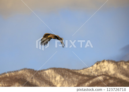 The drift ice messenger, the white-tailed eagle, photographed in Rausu Town, Menashi District, Hokkaido 123726718