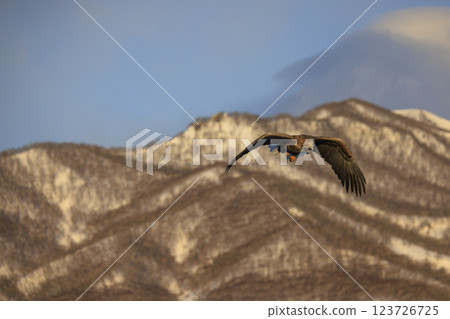 The drift ice messenger, the white-tailed eagle, photographed in Rausu Town, Menashi District, Hokkaido The drift ice messenger, the white-tailed eagle, photographed in Rausu Town, Menashi District, Hokkaido 123726725