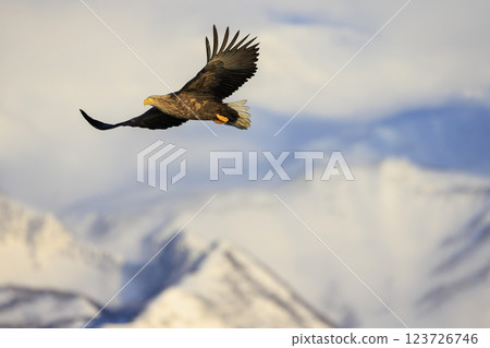 The drift ice messenger, the white-tailed eagle, photographed in Rausu Town, Menashi District, Hokkaido 123726746
