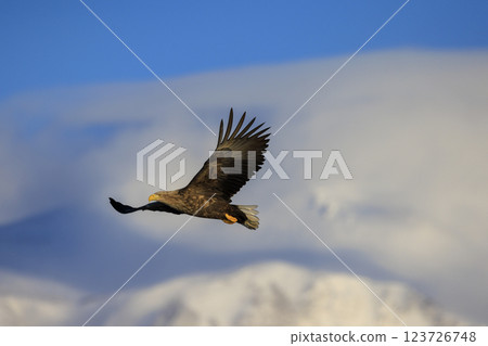 The drift ice messenger, the white-tailed eagle, photographed in Rausu Town, Menashi District, Hokkaido The drift ice messenger, the white-tailed eagle, photographed in Rausu Town, Menashi District, Hokkaido 123726748