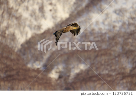 The drift ice messenger, the white-tailed eagle, photographed in Rausu Town, Menashi District, Hokkaido The drift ice messenger, the white-tailed eagle, photographed in Rausu Town, Menashi District, Hokkaido 123726751