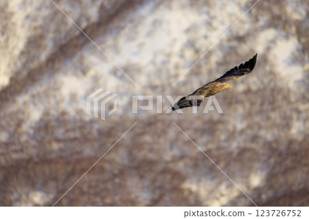 The drift ice messenger, the white-tailed eagle, photographed in Rausu Town, Menashi District, Hokkaido 123726752
