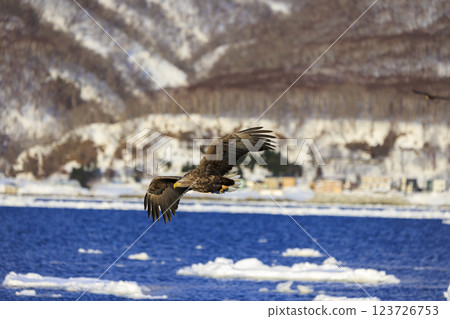 The drift ice messenger, the white-tailed eagle, photographed in Rausu Town, Menashi District, Hokkaido The drift ice messenger, the white-tailed eagle, photographed in Rausu Town, Menashi District, Hokkaido 123726753