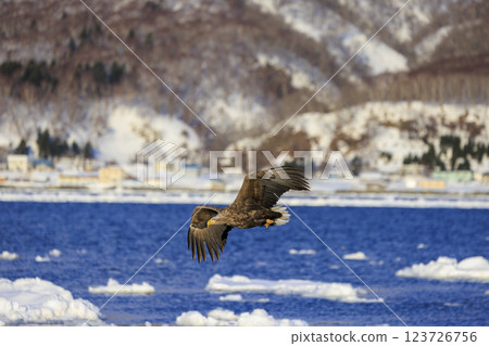 The drift ice messenger, the white-tailed eagle, photographed in Rausu Town, Menashi District, Hokkaido The drift ice messenger, the white-tailed eagle, photographed in Rausu Town, Menashi District, Hokkaido 123726756