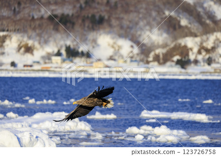 The drift ice messenger, the white-tailed eagle, photographed in Rausu Town, Menashi District, Hokkaido 123726758