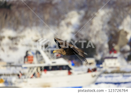 The drift ice messenger, the white-tailed eagle, photographed in Rausu Town, Menashi District, Hokkaido 123726764