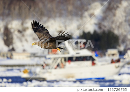 The drift ice messenger, the white-tailed eagle, photographed in Rausu Town, Menashi District, Hokkaido 123726765