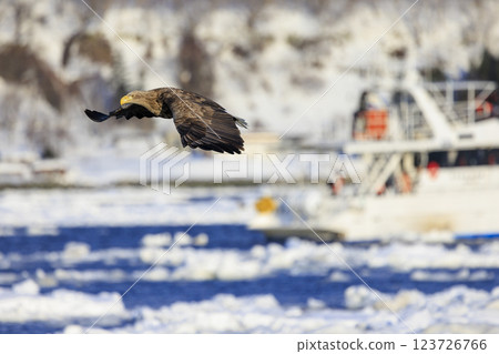The drift ice messenger, the white-tailed eagle, photographed in Rausu Town, Menashi District, Hokkaido 123726766