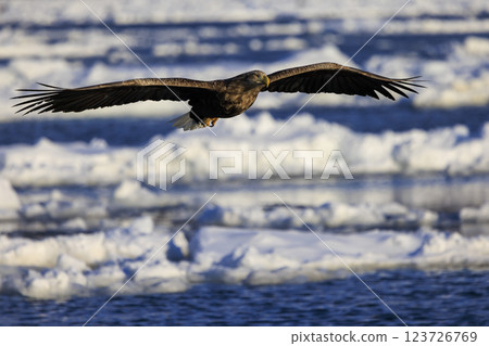 The drift ice messenger, the white-tailed eagle, photographed in Rausu Town, Menashi District, Hokkaido 123726769