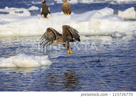 The drift ice messenger, the white-tailed eagle, photographed in Rausu Town, Menashi District, Hokkaido 123726770