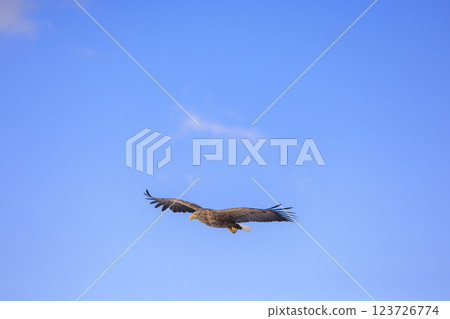 The drift ice messenger, the white-tailed eagle, photographed in Rausu Town, Menashi District, Hokkaido 123726774