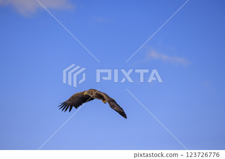 The drift ice messenger, the white-tailed eagle, photographed in Rausu Town, Menashi District, Hokkaido 123726776