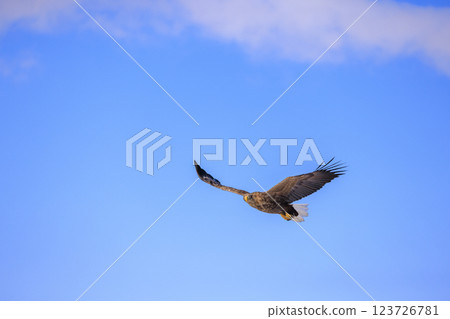 The drift ice messenger, the white-tailed eagle, photographed in Rausu Town, Menashi District, Hokkaido 123726781