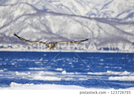 The drift ice messenger, the white-tailed eagle, photographed in Rausu Town, Menashi District, Hokkaido The drift ice messenger, the white-tailed eagle, photographed in Rausu Town, Menashi District, Hokkaido 123726785
