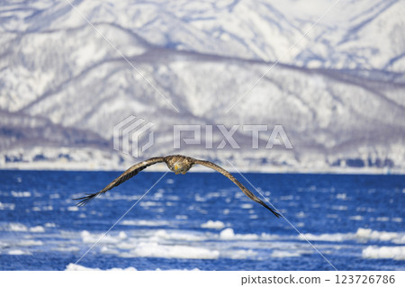 The drift ice messenger, the white-tailed eagle, photographed in Rausu Town, Menashi District, Hokkaido 123726786