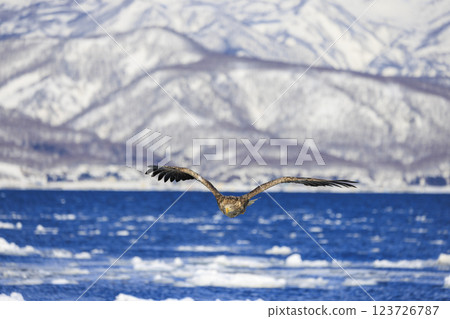 The drift ice messenger, the white-tailed eagle, photographed in Rausu Town, Menashi District, Hokkaido 123726787
