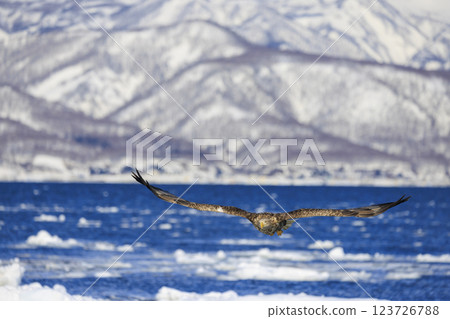 The drift ice messenger, the white-tailed eagle, photographed in Rausu Town, Menashi District, Hokkaido The drift ice messenger, the white-tailed eagle, photographed in Rausu Town, Menashi District, Hokkaido 123726788