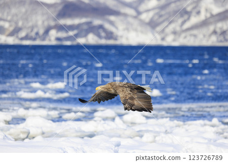 The drift ice messenger, the white-tailed eagle, photographed in Rausu Town, Menashi District, Hokkaido The drift ice messenger, the white-tailed eagle, photographed in Rausu Town, Menashi District, Hokkaido 123726789