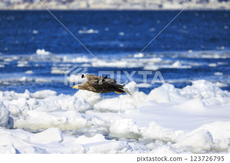 The drift ice messenger, the white-tailed eagle, photographed in Rausu Town, Menashi District, Hokkaido 123726795