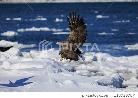 The drift ice messenger, the white-tailed eagle, photographed in Rausu Town, Menashi District, Hokkaido The drift ice messenger, the white-tailed eagle, photographed in Rausu Town, Menashi District, Hokkaido 123726797