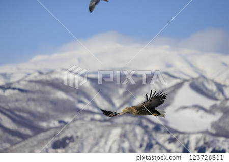 The drift ice messenger, the white-tailed eagle, photographed in Rausu Town, Menashi District, Hokkaido The drift ice messenger, the white-tailed eagle, photographed in Rausu Town, Menashi District, Hokkaido 123726811