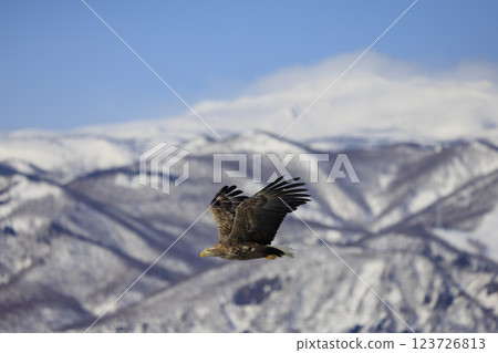 The drift ice messenger, the white-tailed eagle, photographed in Rausu Town, Menashi District, Hokkaido The drift ice messenger, the white-tailed eagle, photographed in Rausu Town, Menashi District, Hokkaido 123726813
