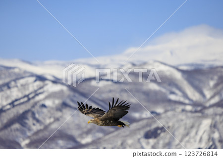 The drift ice messenger, the white-tailed eagle, photographed in Rausu Town, Menashi District, Hokkaido 123726814