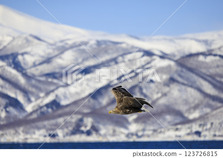 流冰使者白尾海雕，攝於北海道目梨郡羅臼町 123726815
