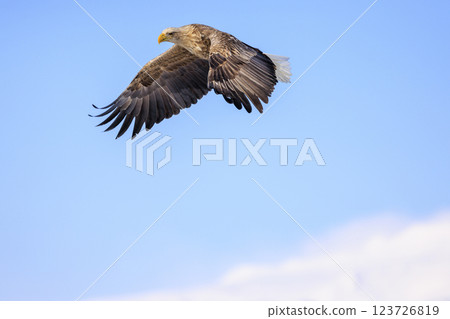 The drift ice messenger, the white-tailed eagle, photographed in Rausu Town, Menashi District, Hokkaido 123726819