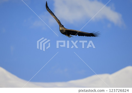 The drift ice messenger, the white-tailed eagle, photographed in Rausu Town, Menashi District, Hokkaido The drift ice messenger, the white-tailed eagle, photographed in Rausu Town, Menashi District, Hokkaido 123726824