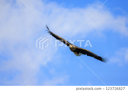 The drift ice messenger, the white-tailed eagle, photographed in Rausu Town, Menashi District, Hokkaido 123726827