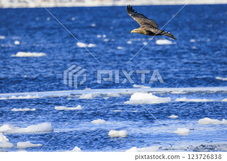 The drift ice messenger, the white-tailed eagle, photographed in Rausu Town, Menashi District, Hokkaido The drift ice messenger, the white-tailed eagle, photographed in Rausu Town, Menashi District, Hokkaido 123726838